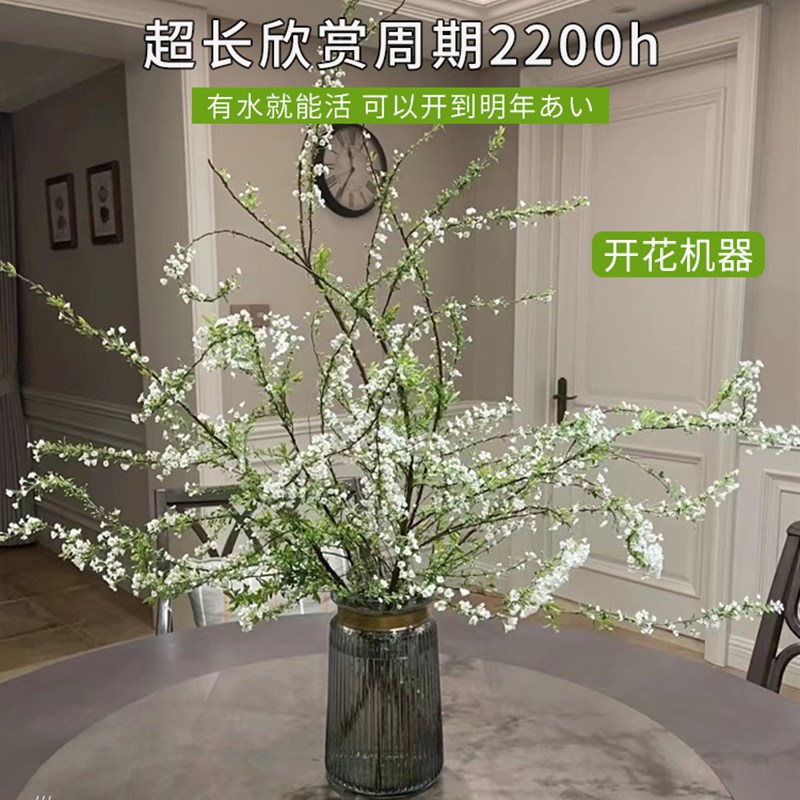 极速喜阴b室内植物雪柳鲜枝水培干枝盆栽插花清新纤细绿水养开花