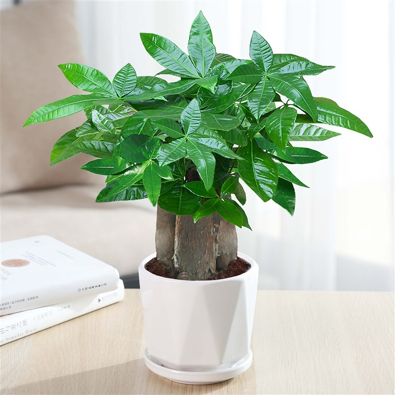 极速发财树盆栽花卉植物办公室内客厅绿植小盆景四季Y常青易活水