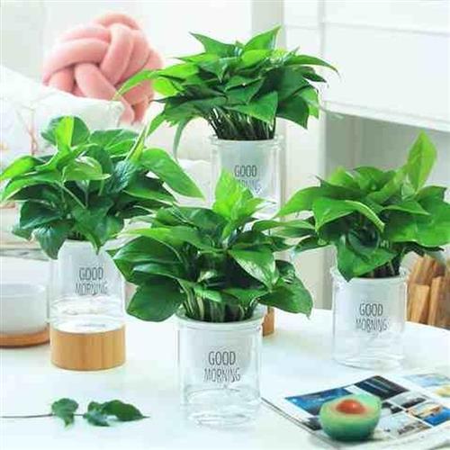 极速绿萝绿植盆栽室内吸甲醛绿箩长藤H垂吊办公室好养大叶净化空