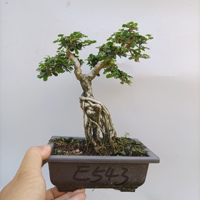 极速办公桌绿植i盆栽摆件桌面树桩室内开花净化空气小叶福建茶盆