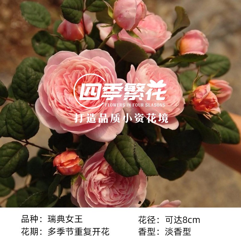 1.7米/藤本月季蔷薇花苗蒂娜爬藤大苗庭院爬墙植物四季开花大游行