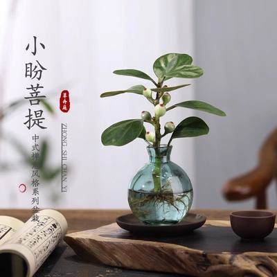 小盼菩提树盆栽绿植室内花卉办公室盆景客厅禅意摆件水培植物