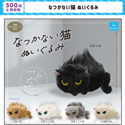 喵喵预订不友善的猫咪目光凶