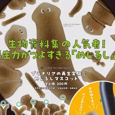 /预订扭蛋涡虫再生实验