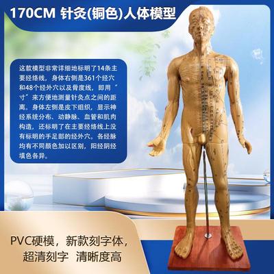 新品人体针灸模型 针灸铜人模型 穴位铜人 人体经络模型(铜色)1