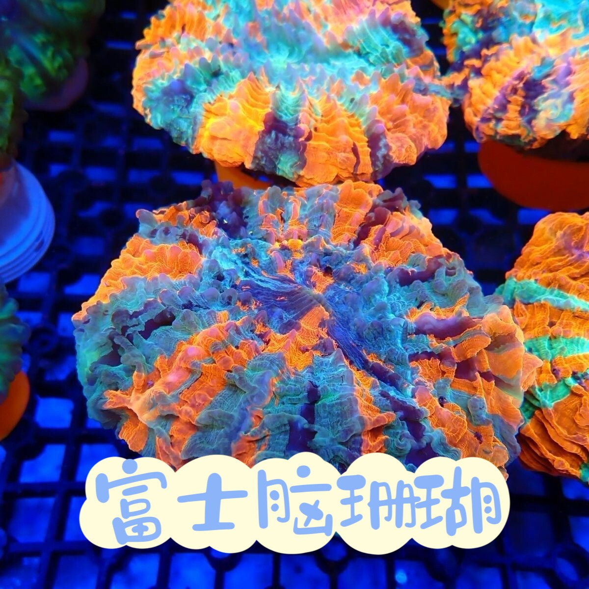 富士脑珊瑚炫彩澳洲甜甜圈珊瑚高品质珊瑚软体珊瑚海缸海水珊瑚