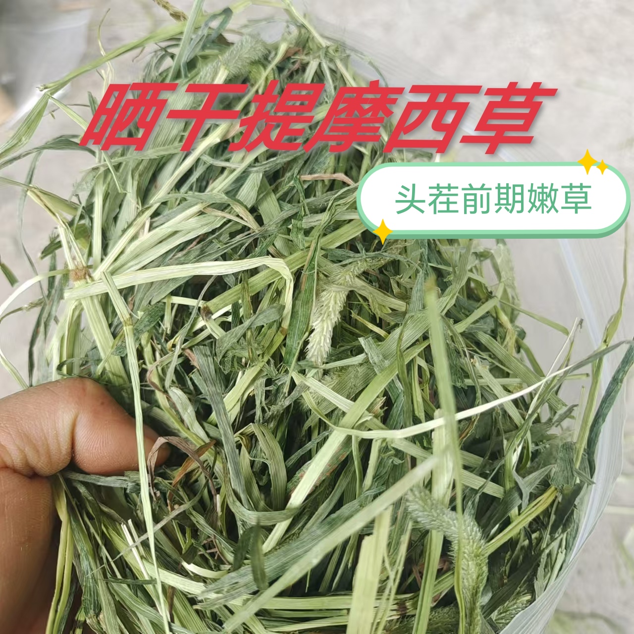 晒干提摩西草头茬前期嫩草兔子干草荷兰猪牧草岷县北提晒干提莫西