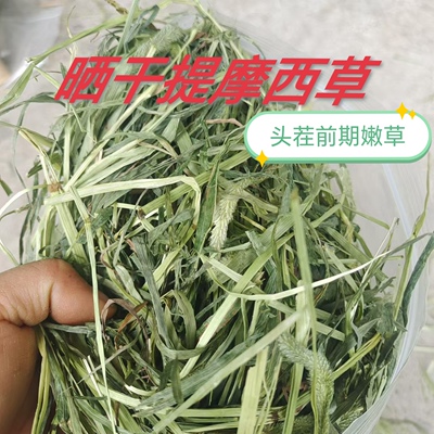 晒干提摩西草头茬前期嫩草兔子干草荷兰猪牧草岷县北提晒干提莫西