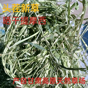 25兔草提摩西头茬晒干龙猫荷兰猪牧草兔粮幼兔磨牙草北提草场直发