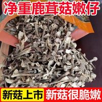 鹿茸菇嫩仔鹿茸菌鹿耳菇蛹蟲草菌菇煲湯炒菜風干嫩仔