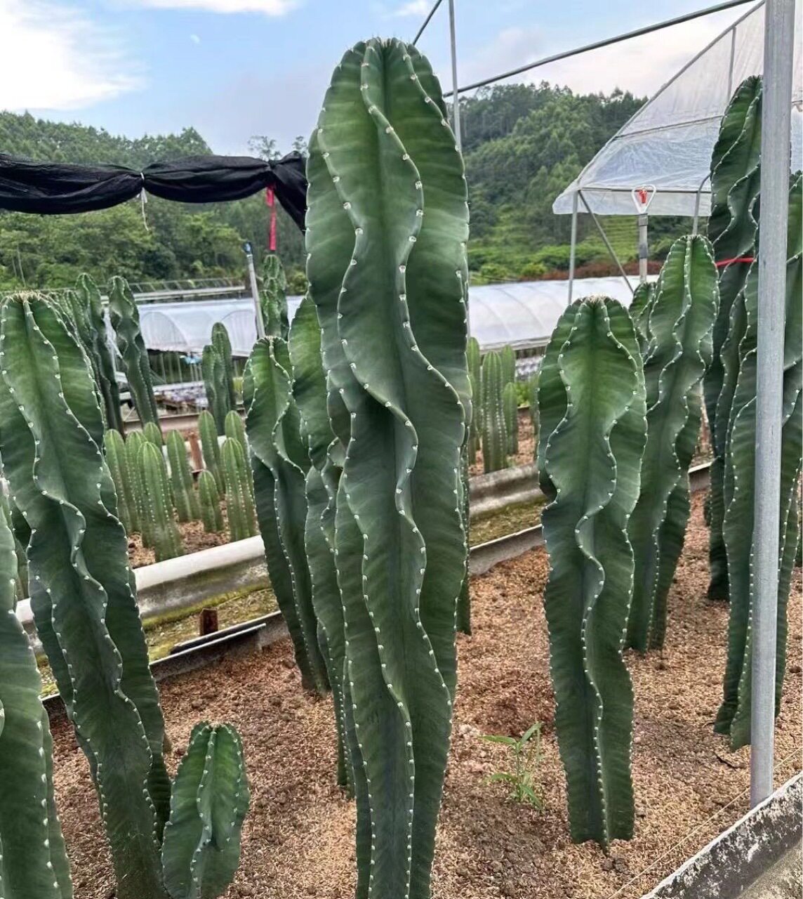 秘鲁苹果高度1米左右仙人球仙人球基地直发景观造景沙生植物