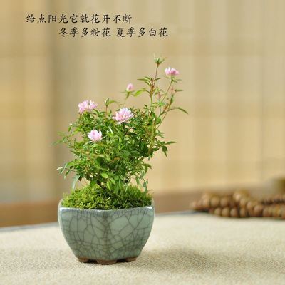姬月季日本姬乙女盆栽超微迷你月季办公桌室内绿植花卉带花苞植物