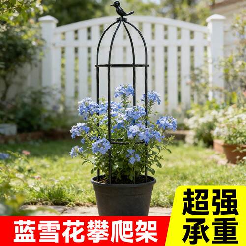 蓝雪花爬藤架月季花架铁线莲攀爬架子花卉植物撑杆花支架固支定架