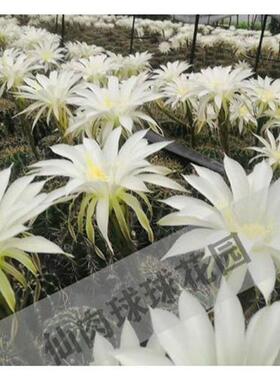 新品食用仙人球3个2年球可食用仙人球草球去胞Z炖肉-采缇