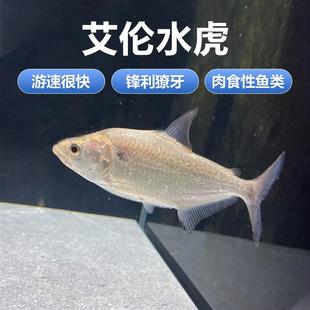 s属 淡水鱼 艾伦水虎 亚马逊食肉猛鱼 热带凶猛观赏鱼活体 包邮