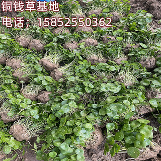 带叶铜钱草水培盆栽植物室内小绿植花卉水养金钱草籽水生四季好养