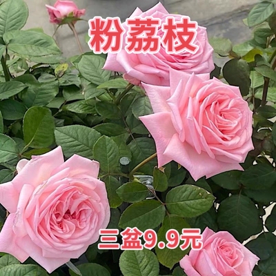 【青柚园艺】粉荔枝月季花苗 欧月奥斯汀浓香型鲜花玫瑰切花盆栽