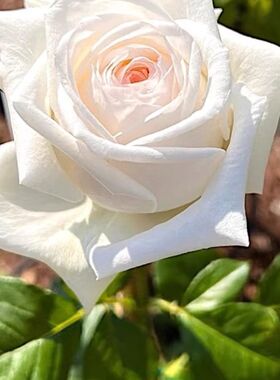 【青柚园艺】白荔枝月季花玫瑰苗盆栽大花浓香果香浓白色中苗盆栽