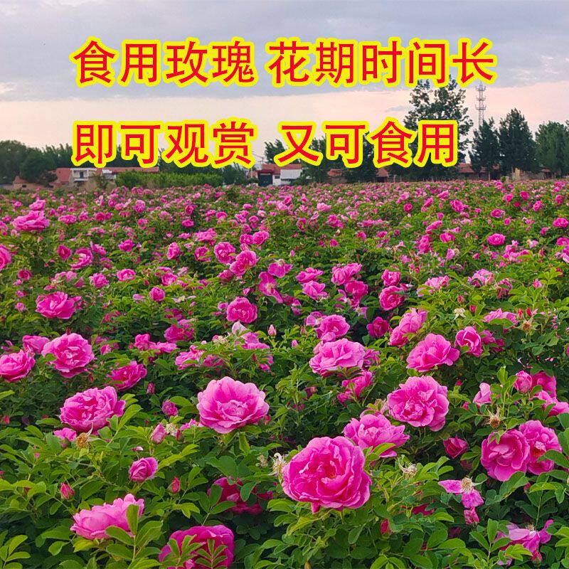 食用玫瑰花苗大马士革玫瑰平阴玫瑰月季花苗丰花一号浓香盆载植物