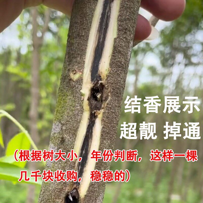 正宗嫁接奇楠沉香树苗50CM树心奇母树香霸80S00元/每颗回收价