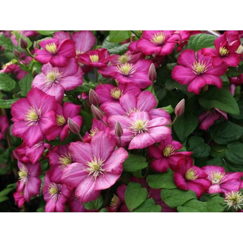 龙龙月季园艺 |里昂村庄| 铁线莲阳台盆栽绿植庭院爬藤攀援花卉