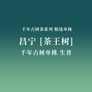 昌宁[茶王树]3000千年古树生茶单株普洱茶2023年头春精选单株系列