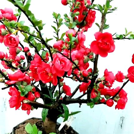 新品海棠花盆栽原生长寿s冠绿宝石盆景重瓣阳台庭院室内花卉四季