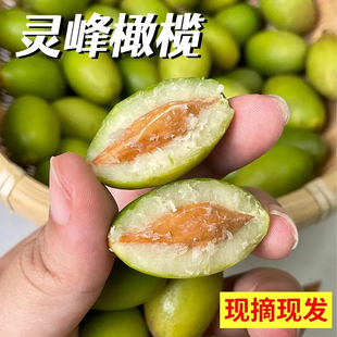 灵峰橄榄凌峰林峰金灶老树丛灵峰橄榄产地发货回味甘甜酥脆无渣