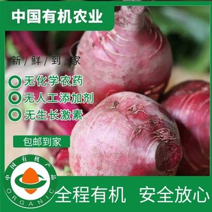 有机甜菜根新鲜蔬菜现摘现发榨汁凉拌皆可有机认证有机码