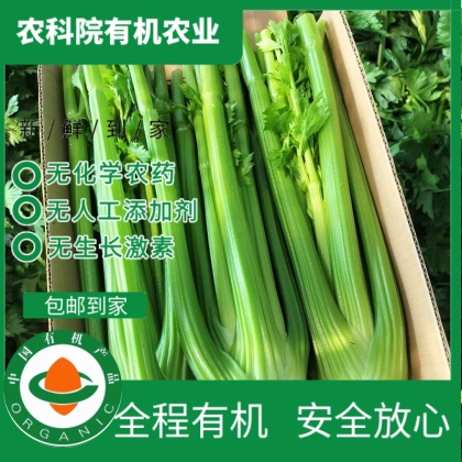 有机认证无农残有机西芹现摘现发