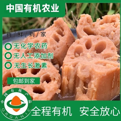 正宗洪湖有机粉藕5斤无农残
