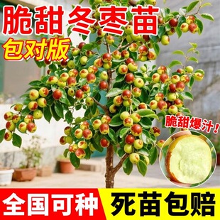 正宗沾化冬枣树苗 脆甜枣树苗南北方种植盆栽地栽耐寒