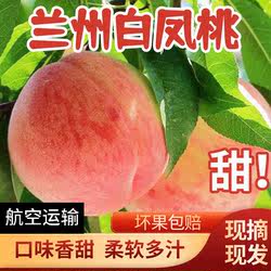 兰州安宁白凤桃白粉桃水蜜桃当季新鲜水果整箱现摘桃子甘肃特产