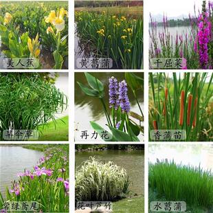黄菖蒲水生植物美人蕉河道绿化黄花鸢尾苗旱伞草芦苇芦竹水培造景