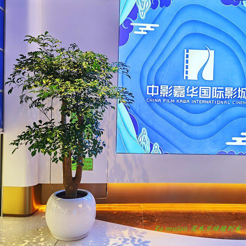 热销富贵树喜阳前台接待前台喜A阳幸福树大型盆栽绿植大颗植物深