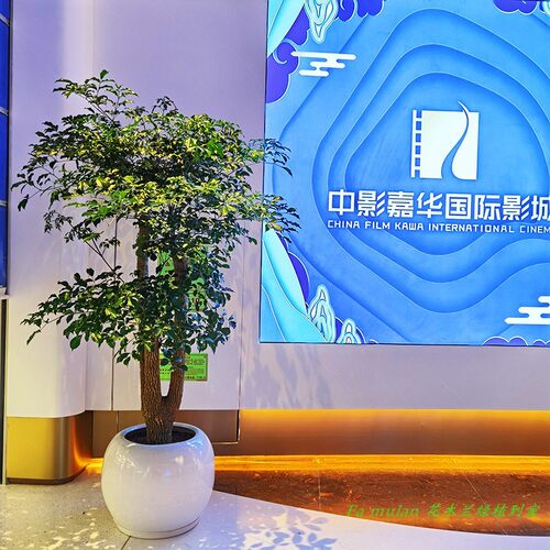 热销富贵树喜阳前台接待前台喜A阳幸福树大型盆栽绿植大颗植物深