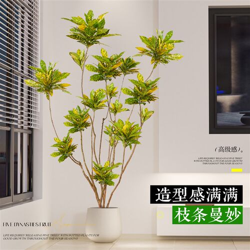 热销洒金榕变叶木客厅绿植室内大型D植物盆栽变色木开业前台盆景
