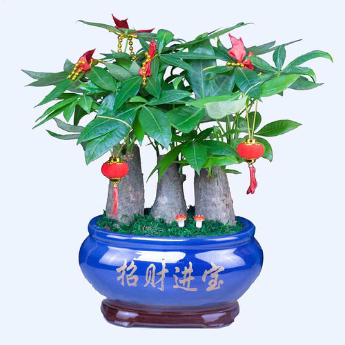 热销发财树c盆栽大型绿植树桩招财室内好养绿植开业送礼前台大号