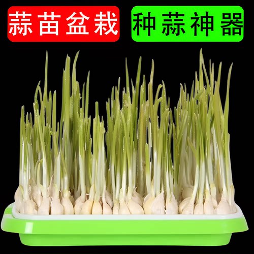 蒜苗种植盆大蒜水培蔬菜器皿芽苗菜育苗盘家用豆芽发芽盆神器大号