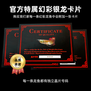 速发七彩银龙鱼活体龙鱼苗热带淡水观赏I鱼中大小型风水鱼红龙鱼