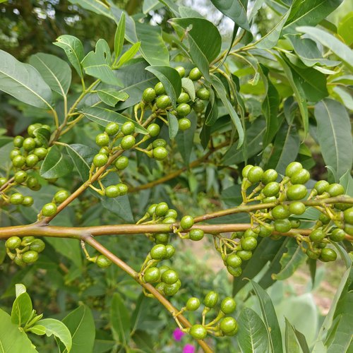 当季新货木姜子鲜果 正宗山苍子 凉拌炒菜炖菜天然香料