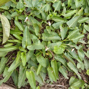 药用紫花地丁 新鲜整棵 中药材原料 清热利湿 犁头草 产地直供
