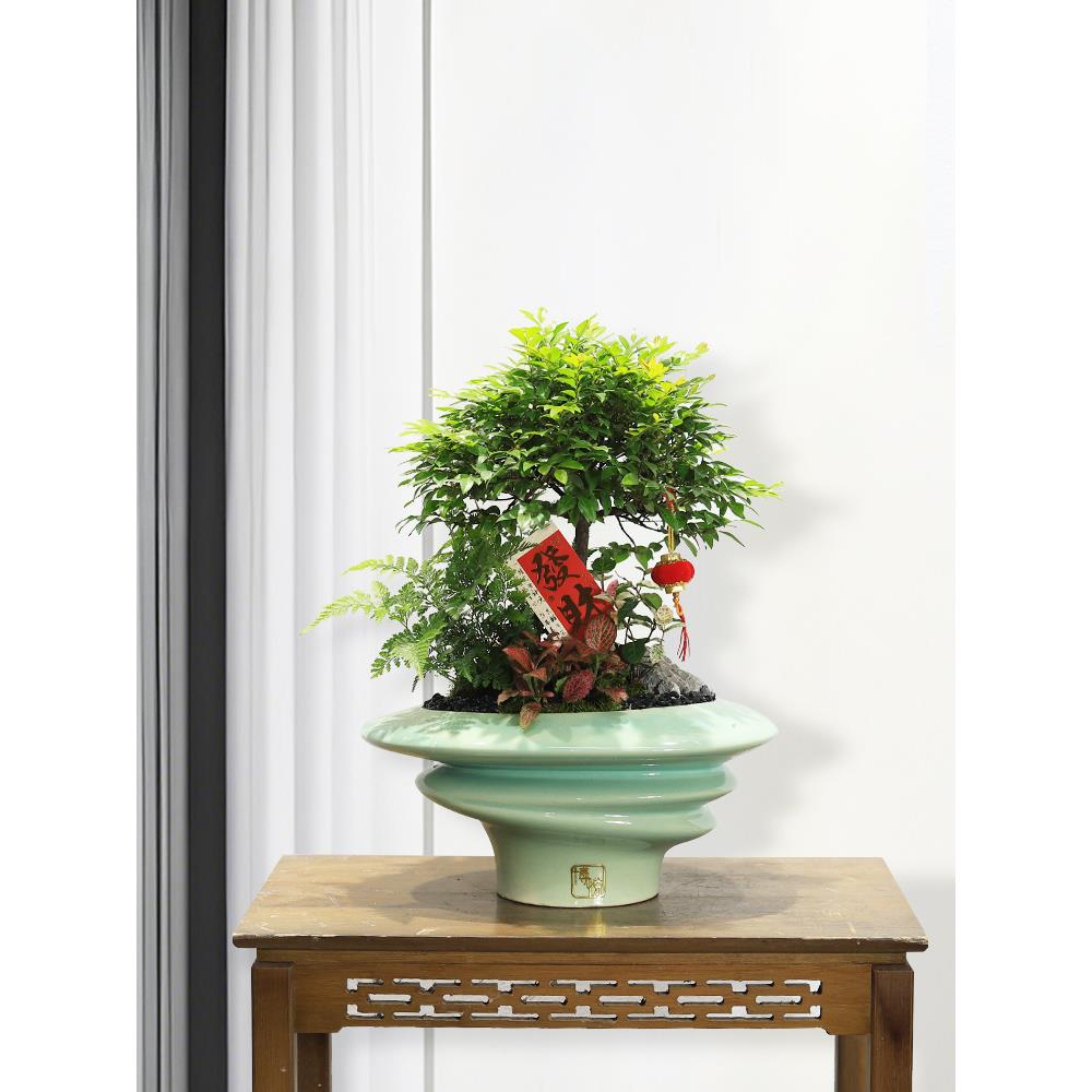 造型小叶紫檀黑骨茶盆景室内绿植客厅办公室前台桌面盆栽送礼好养