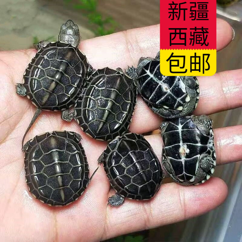 新疆西藏包邮全墨龟黑腹