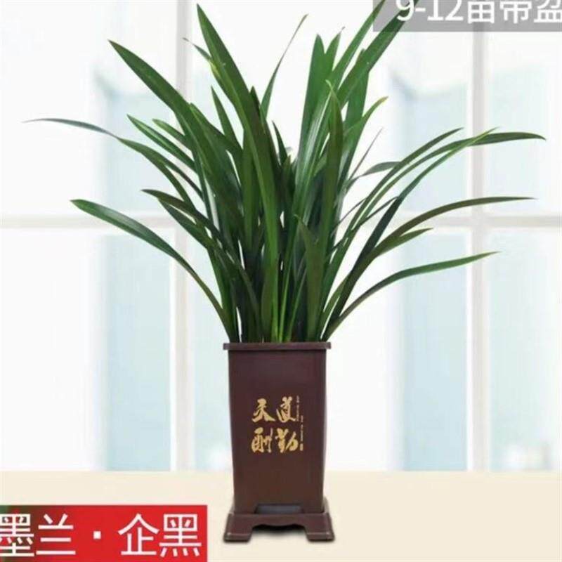 国兰墨兰小神童年宵花带花z苞净化空气室内办公室绿植盆栽