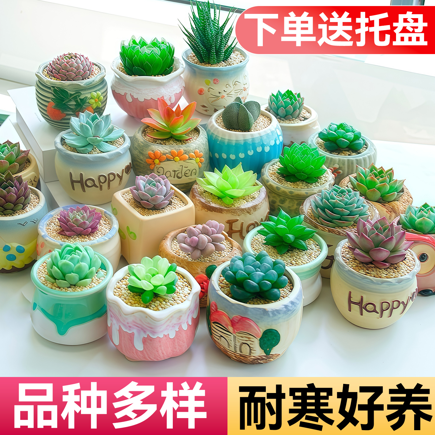 办公室内耐寒多肉带陶瓷盆防辐射