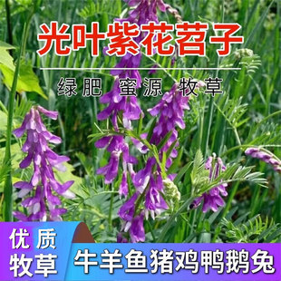 绿肥种籽苕子种长柔毛野豌豆种子果园紫花苕养蜂蜜源草种子毛苕子