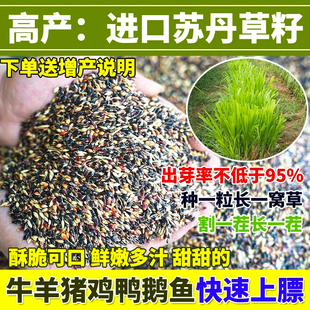 鱼草种子苏丹草喂鱼鱼塘种植养鱼专用草多年生牧草鱼草籽四季常青