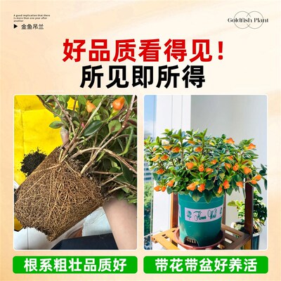 极速金鱼吊兰盆栽带花苞金鱼花卉绿植带花盆室内客V厅专用四季开