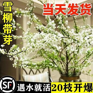 极速重瓣雪柳鲜枝干枝支插花水培植物鲜花卉室内盆栽绿.植水养龙